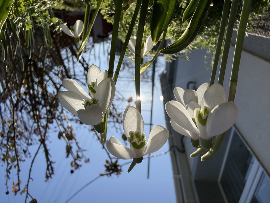 Подснежники - Валентина .