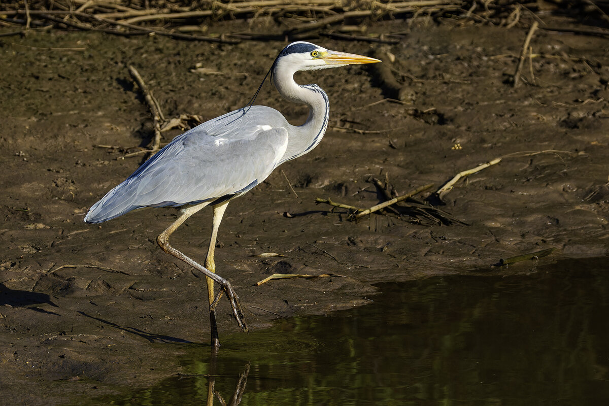 Большая голубая цапля. - Alexander Amromin
