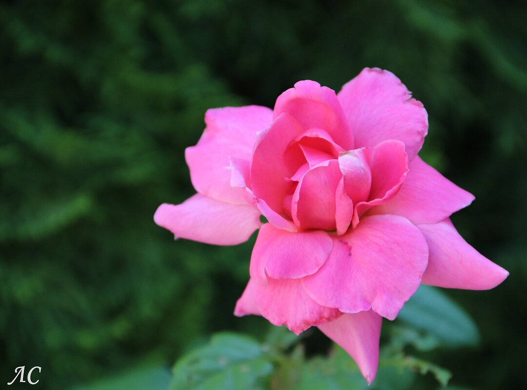 *** - Любовь Сахарова *** - Любовь Сахарова