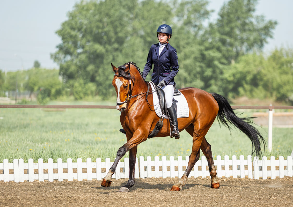 Выездка - SanSan 