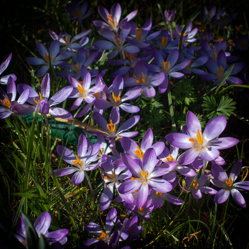 *** - Dan Berli *** - Dan Berli