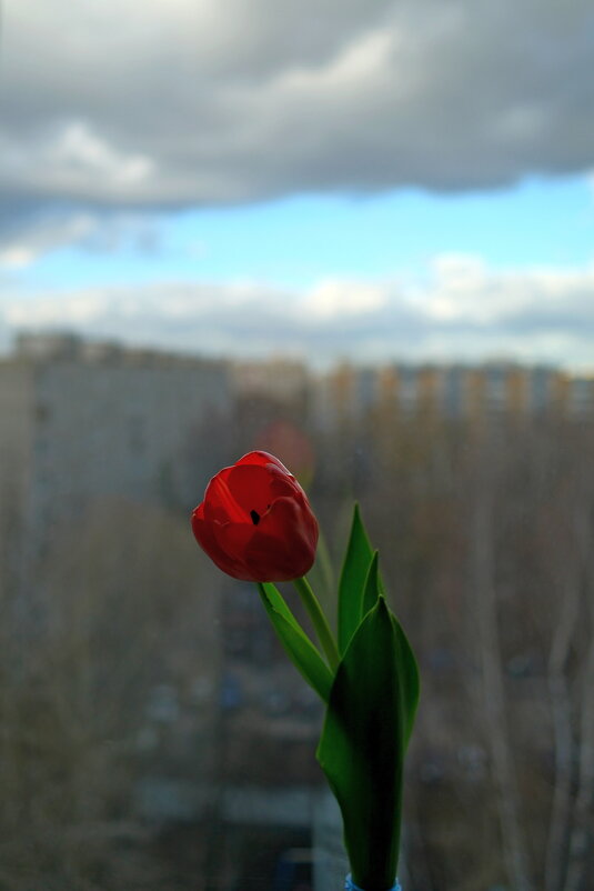 Всех женщин с 8 марта!!! Всем счастья, здоровья и благосостояния! - Лютый Дровосек