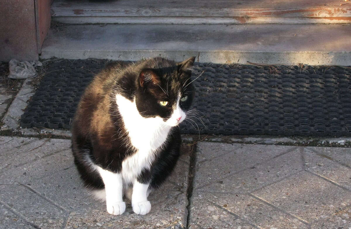 Кого-то увидел - Людмила Смородинская Кого-то увидел - Людмила Смородинская