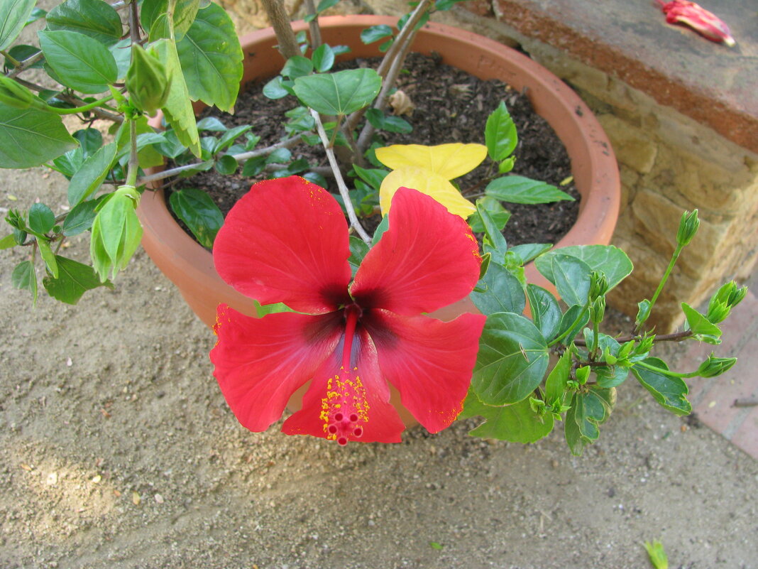 С 8 марта, дамы! - Владимир Драгунский С 8 марта, дамы! - Владимир Драгунский