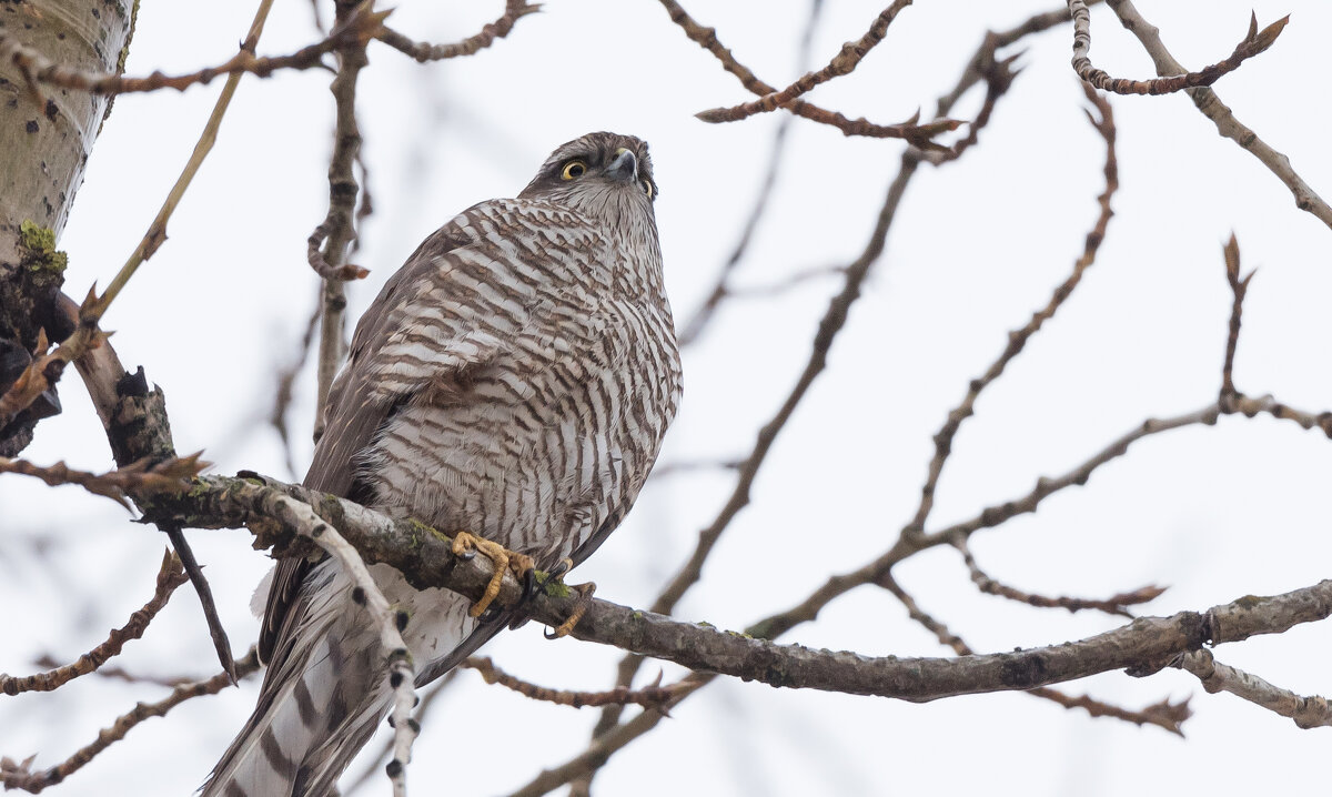 Ястреб-перепелятник. - Владимир Безбородов Ястреб-перепелятник. - Владимир Безбородов