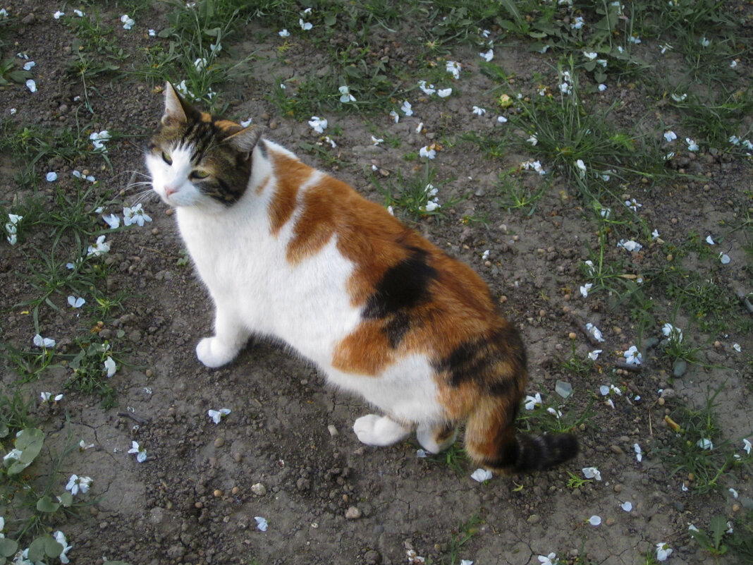 Весна всем нравится - Валентин Семчишин Весна всем нравится - Валентин Семчишин