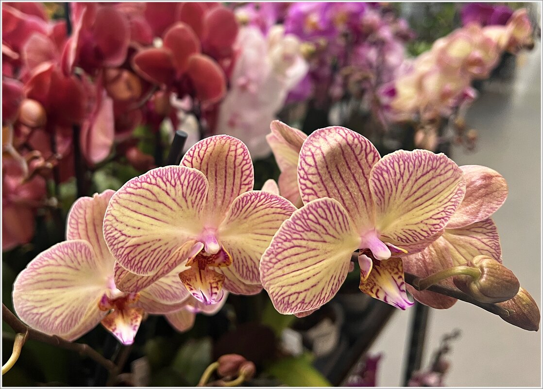 *********** - Валерия Комова *********** - Валерия Комова