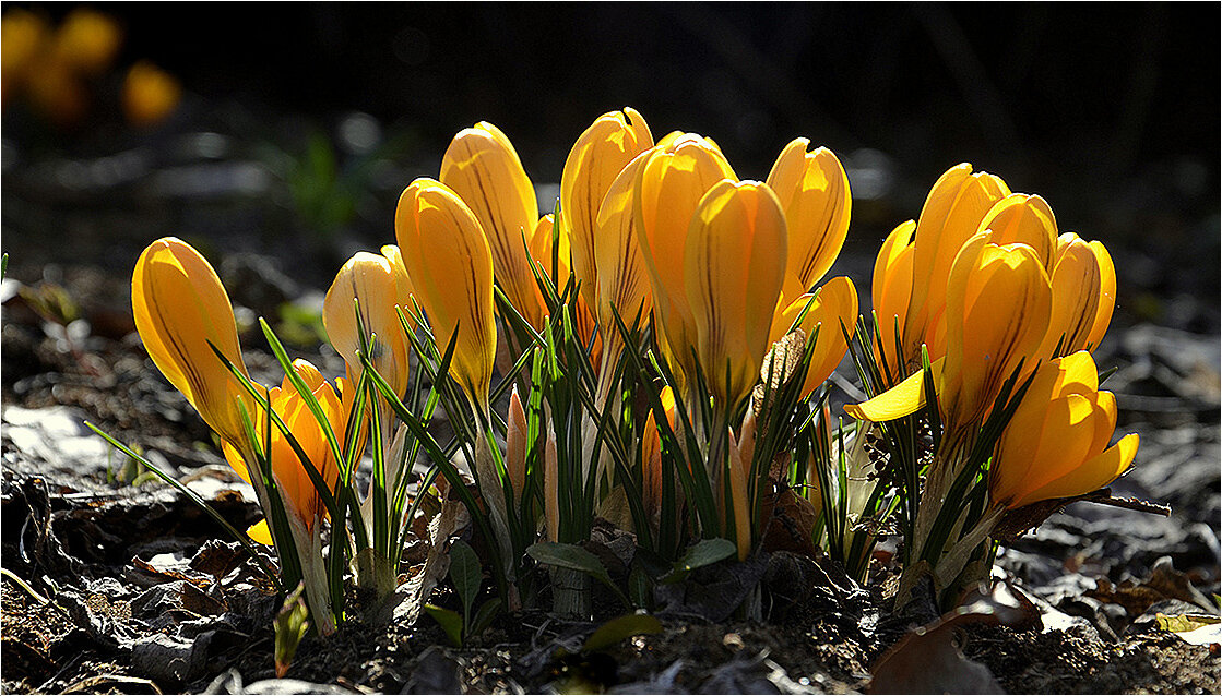 Крокусы.. - Aleksandr Gal Крокусы.. - Aleksandr Gal