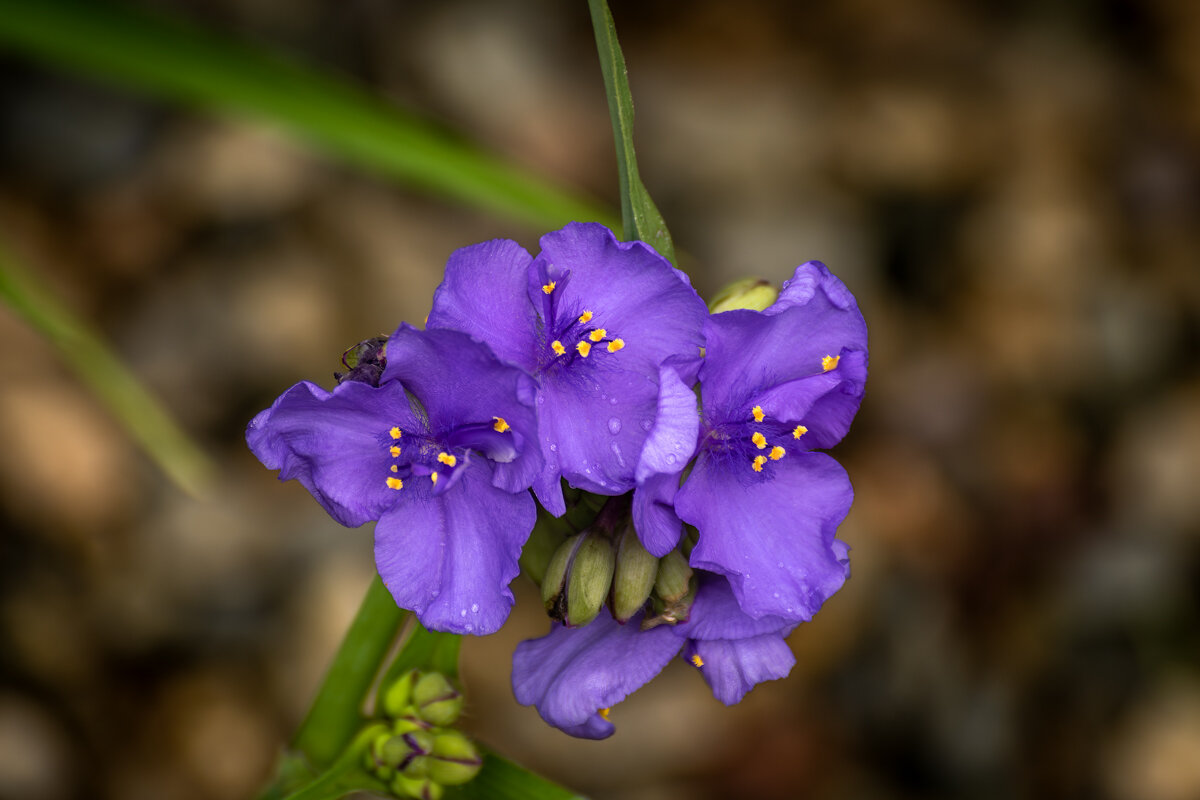 С праздником весны, очарования и женственности! - Игорь Сикорский С праздником весны, очарования и женственности! - Игорь Сикорский