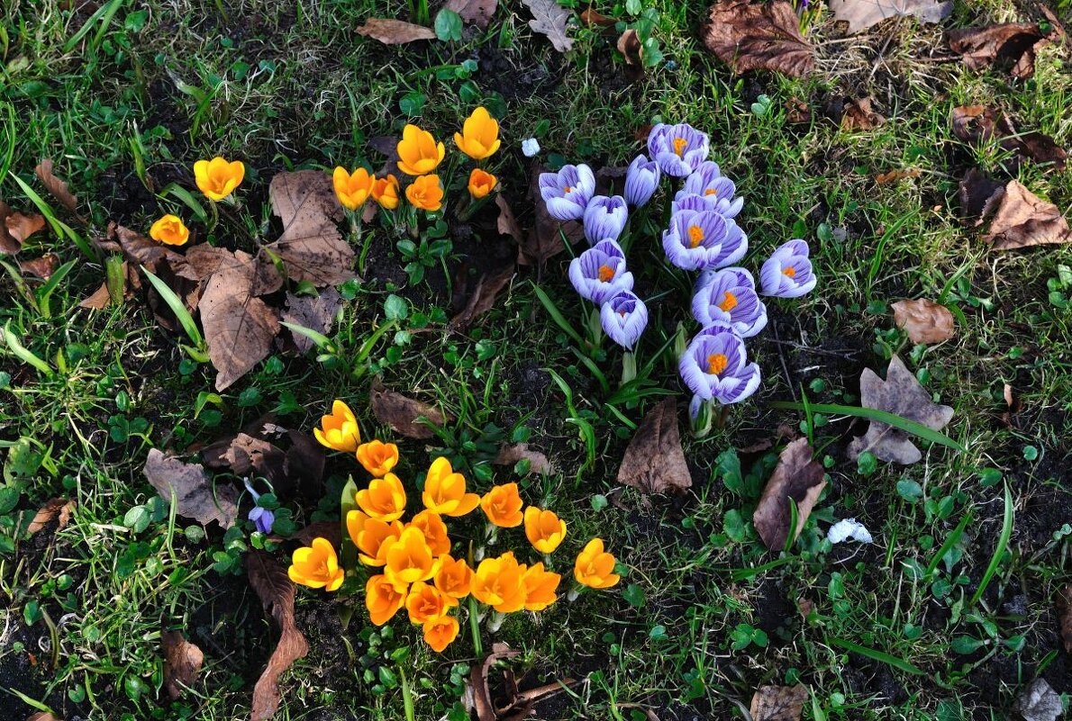 Крокусы - вестники весны! - Галина Шеина-Мюльдорфер Крокусы - вестники весны! - Галина Шеина-Мюльдорфер