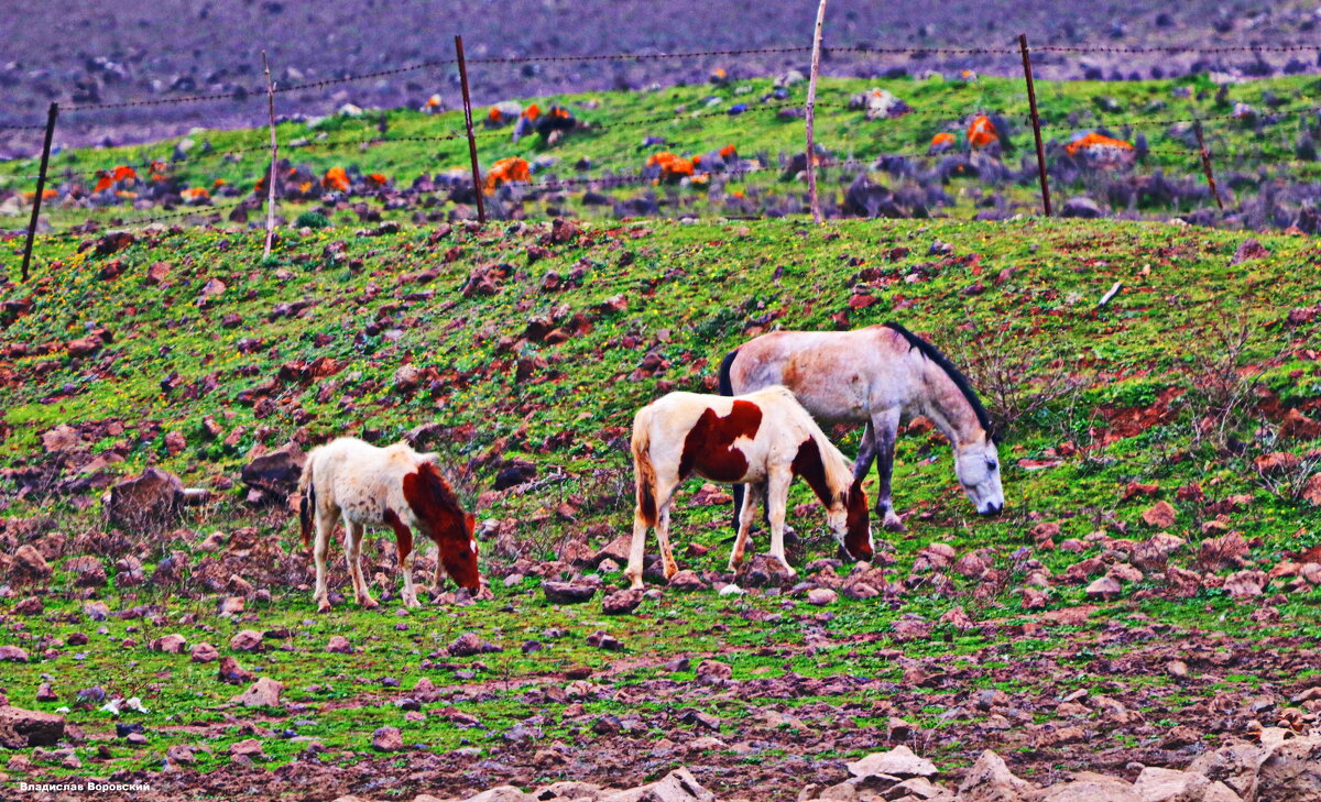 ЛАШТКИ - Владислав Воровский 
