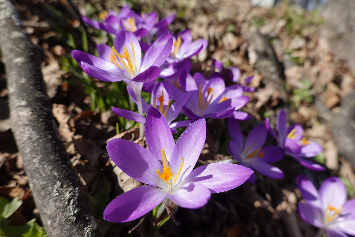 С праздником!...Весна и Женщина – чудесней нет на свете двух слов благословенной красоты! - Галина 