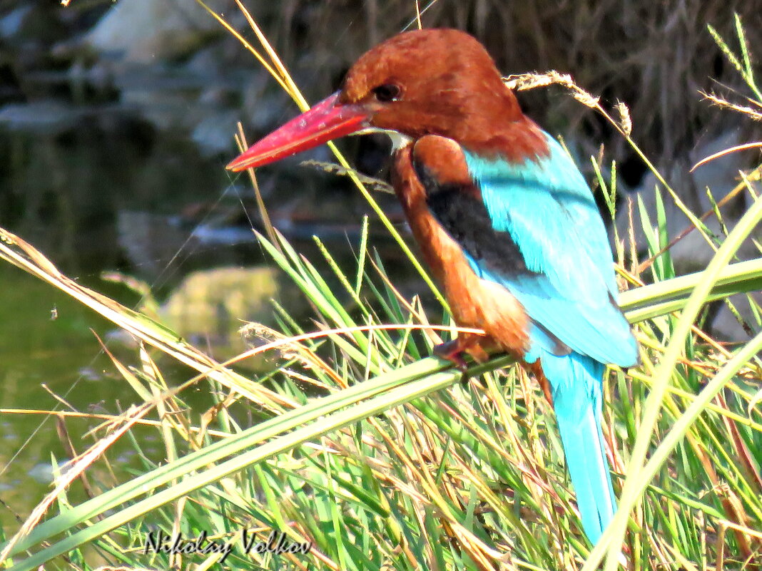 Красноклювая альциона - Николай Волков