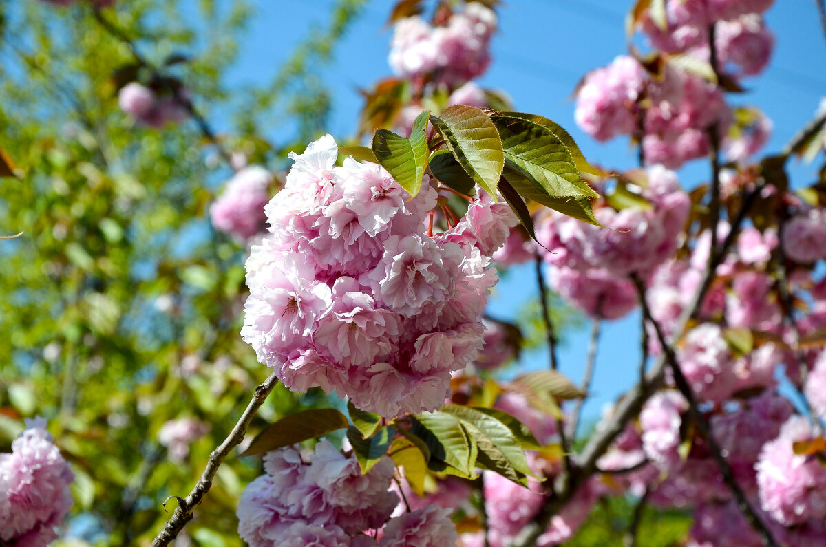 С праздником, дорогие девушки и женщины! - Алексей Просвиряков