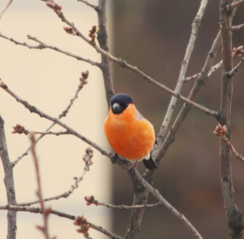 Снегирь на дубе том... - Юрий Куликов Снегирь на дубе том... - Юрий Куликов