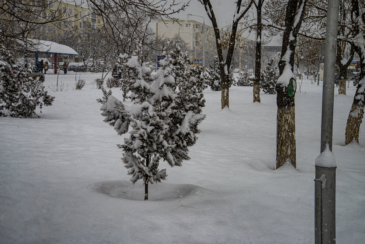 Ёлочка - Анатолий Чикчирный