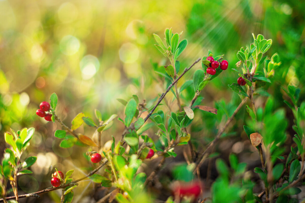 С 8 марта! - Анастасия Фотографовна С 8 марта! - Анастасия Фотографовна