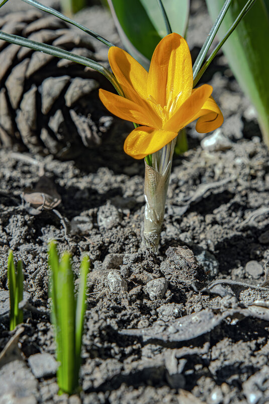 Сошли снега к восьмому марта... - Валерий Басыров