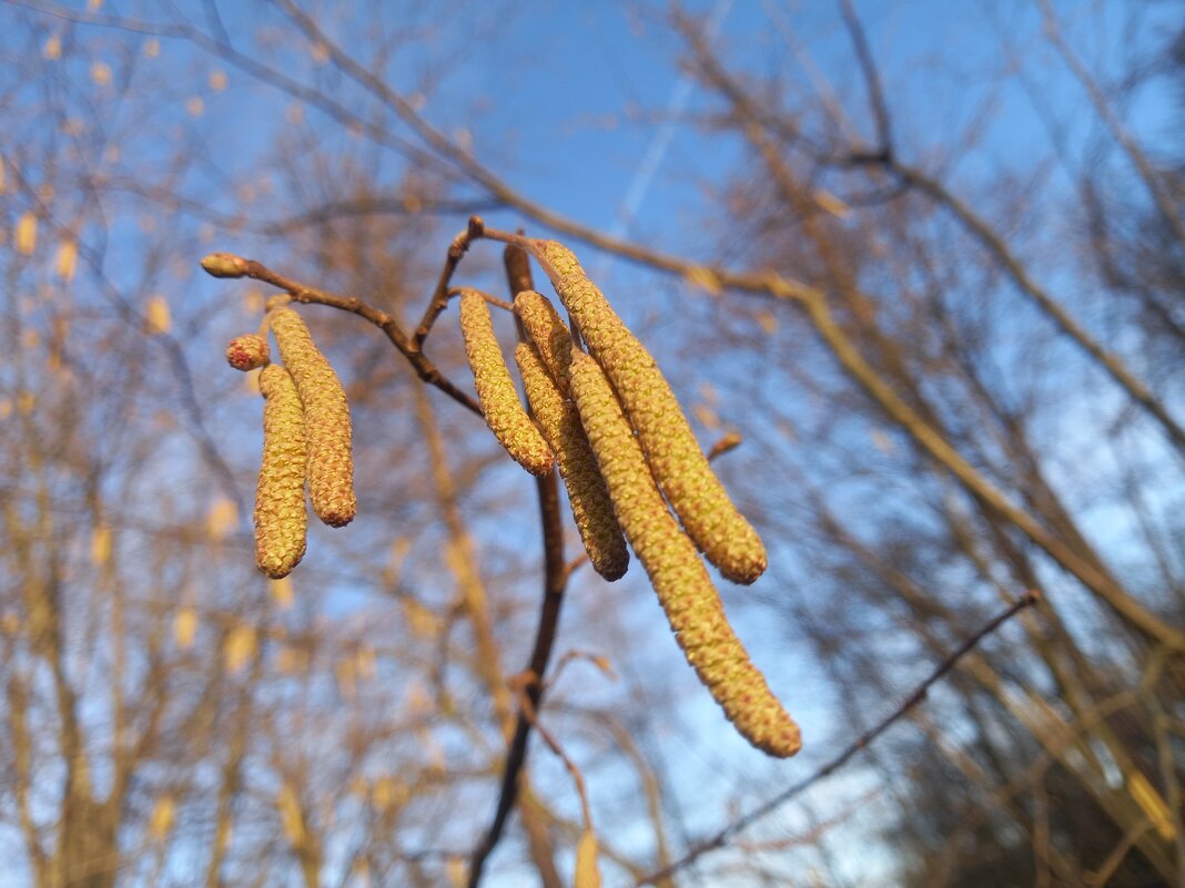 Лещина - Сапсан 
