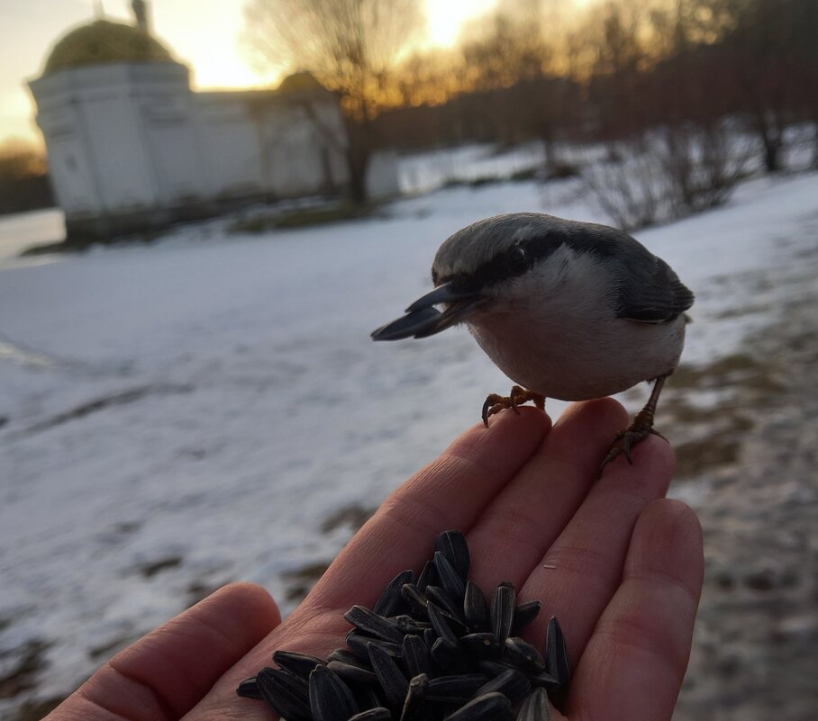 Поползень - Сапсан 