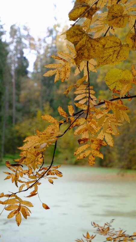 Осенний орнамент - Олег Зоркий