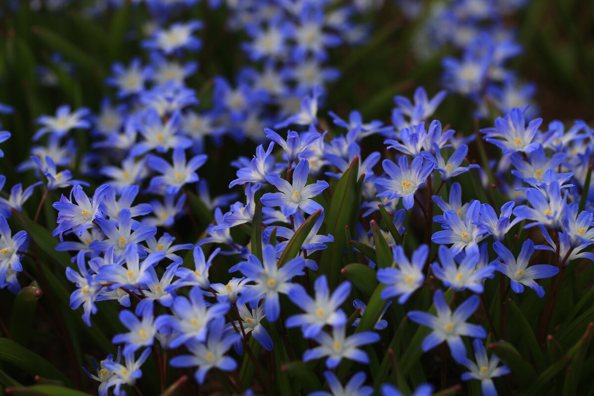 С Праздником 8 Марта! - Ninell Nikitina С Праздником 8 Марта! - Ninell Nikitina