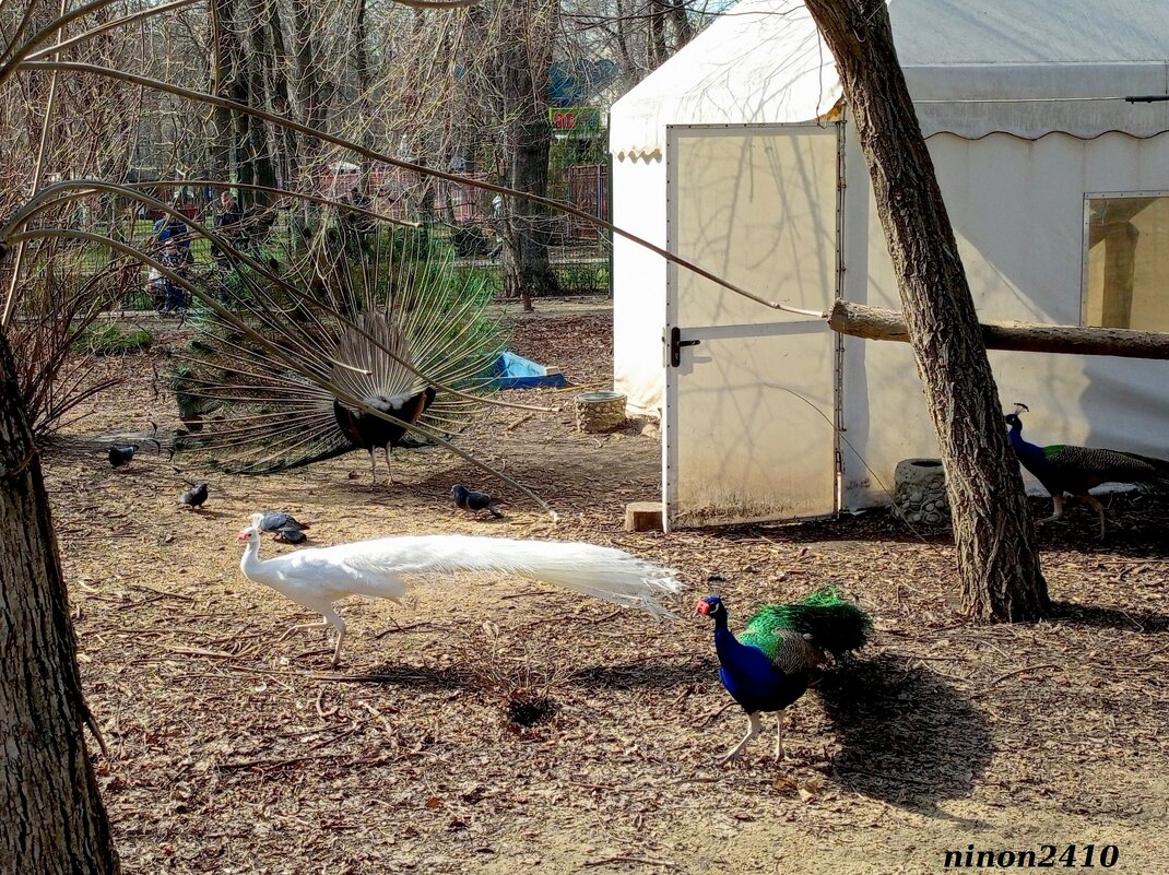 Ростов-на-Дону - Нина Бутко Ростов-на-Дону - Нина Бутко