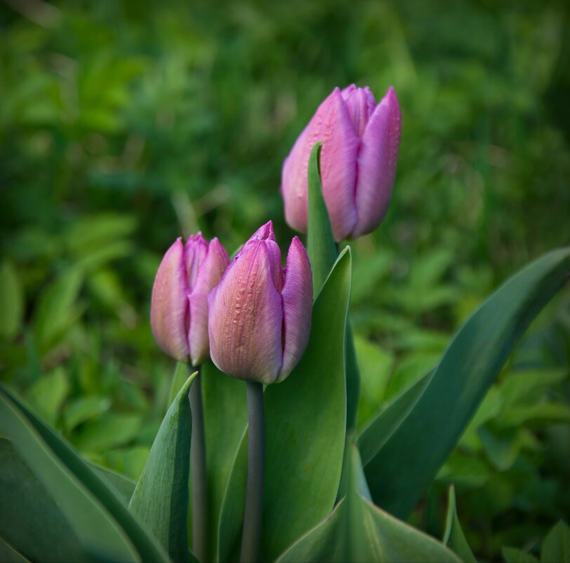 Нежные тюльпаны - lady v.ekaterina Нежные тюльпаны - lady v.ekaterina