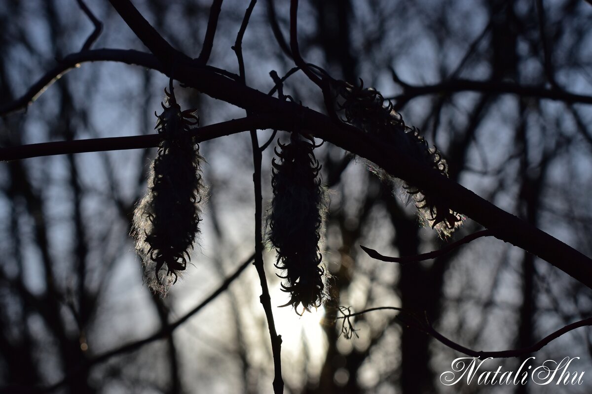 Семена. - Наталья Вязигина