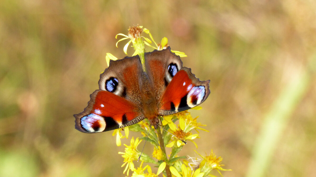опять про бабочек 441 - Александр Прокудин опять про бабочек 441 - Александр Прокудин