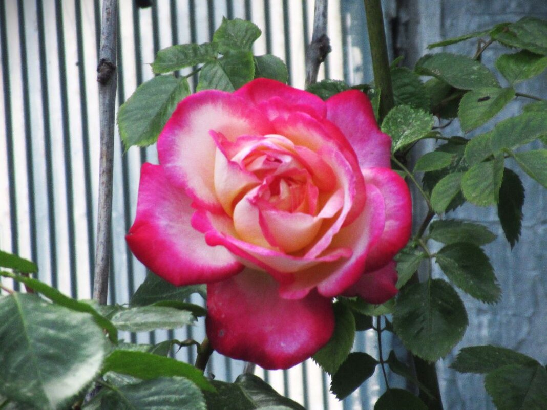 Розы... розы... - viach 