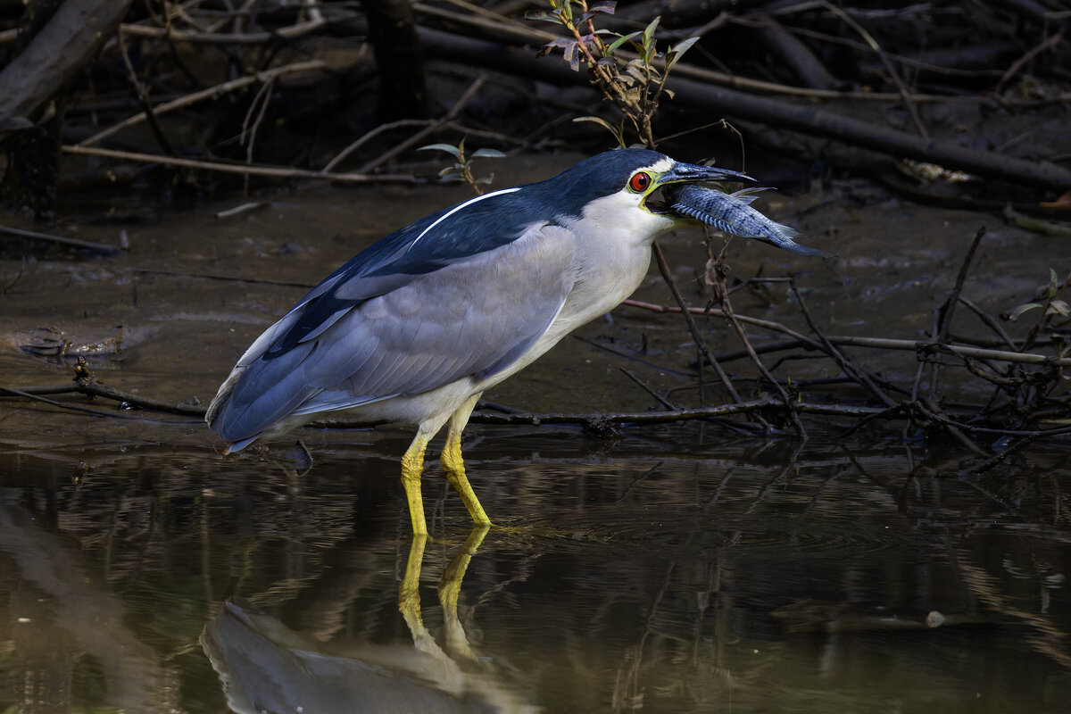Ква-ква. - Alexander Amromin