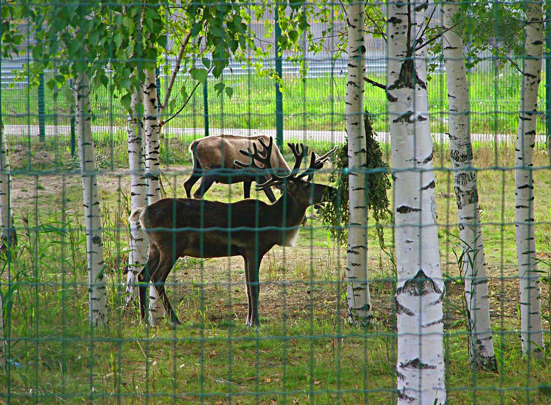 Благородный олень. - Виктор Мухин Благородный олень. - Виктор Мухин