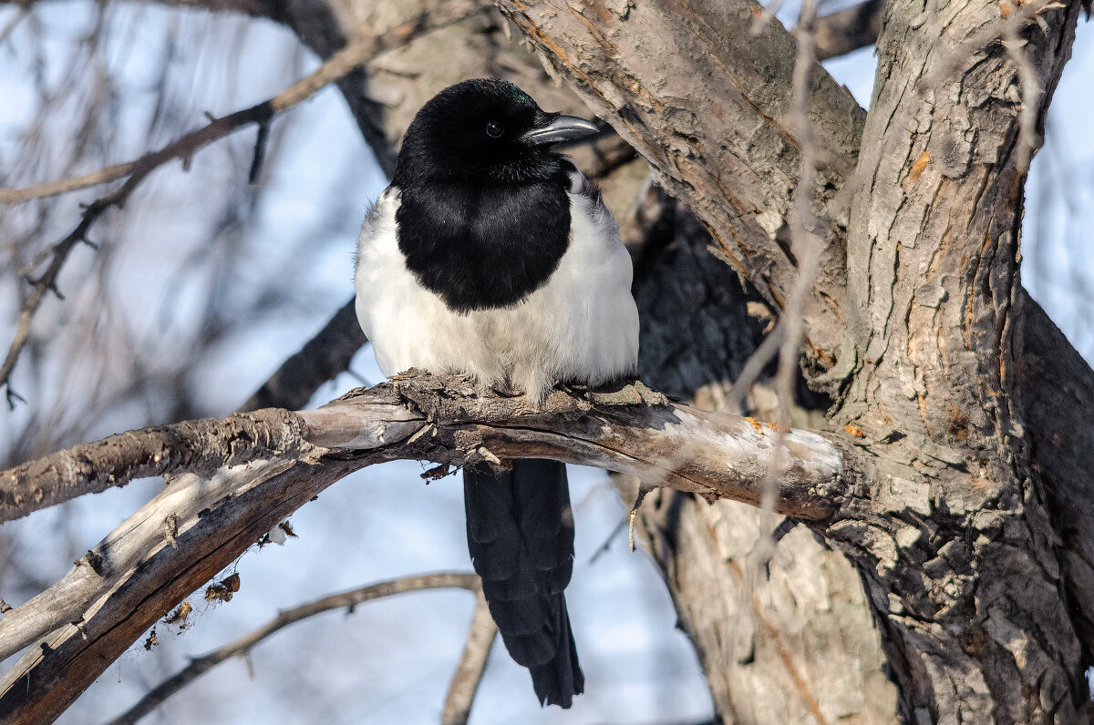 *** - Виктор Иванович Чернюк *** - Виктор Иванович Чернюк