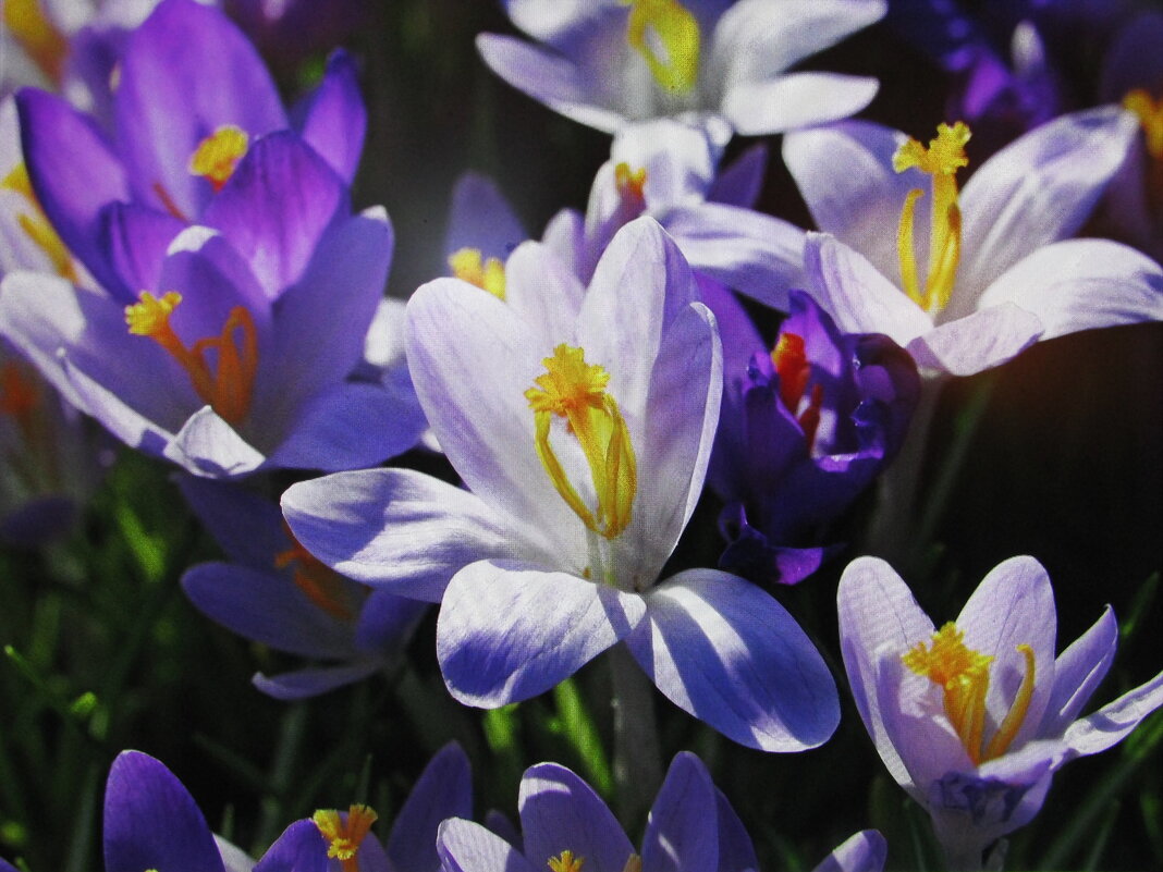 Красота в саду - Людмила Смородинская Красота в саду - Людмила Смородинская