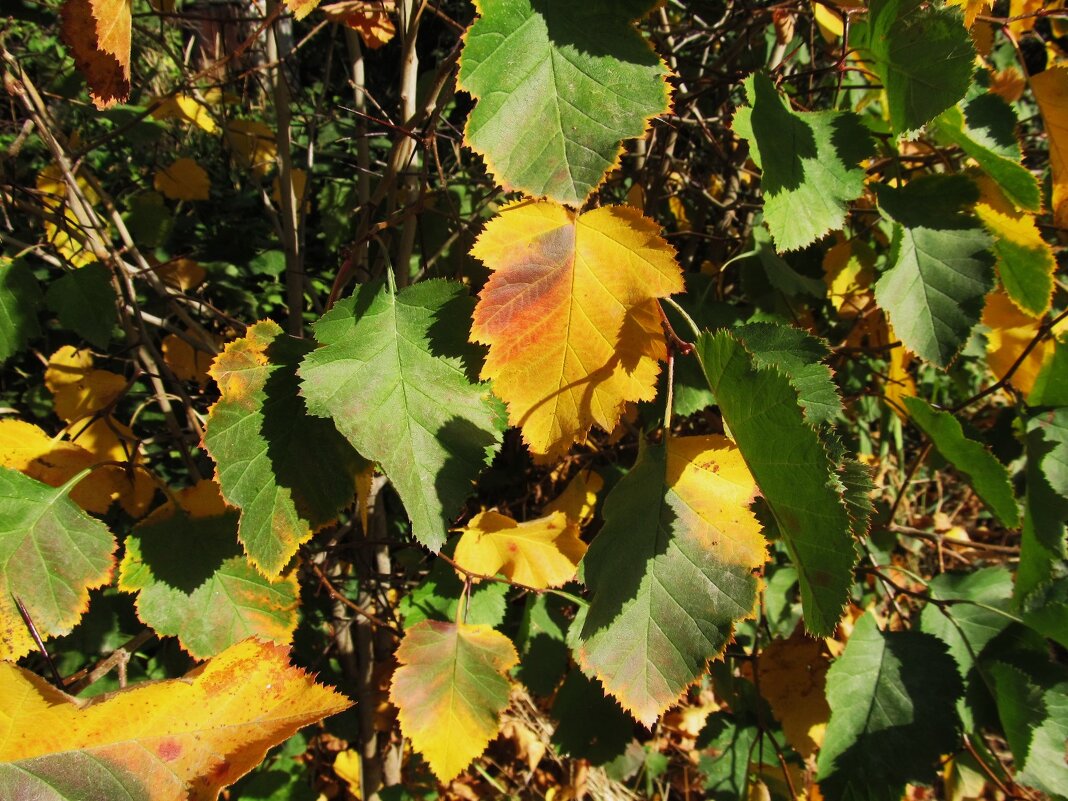 сентябрь - Елена Шаламова