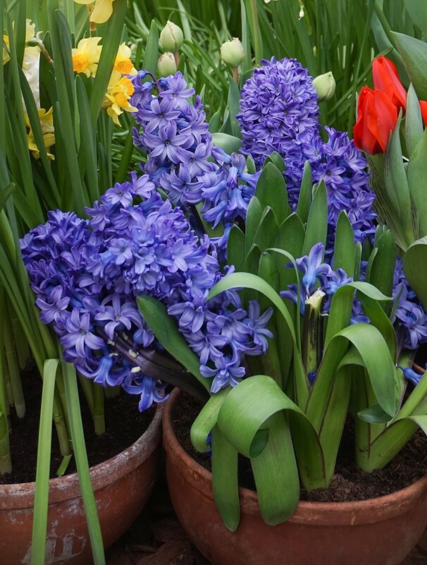 " Репетиция весны" - Ольга " Репетиция весны" - Ольга