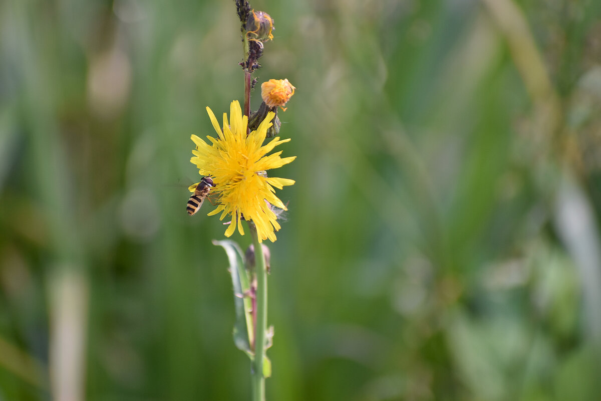 Цветочек и трутик - Валерий Пославский Цветочек и трутик - Валерий Пославский
