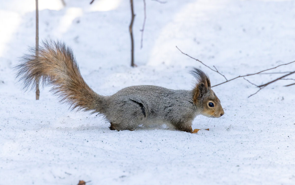 белка - юрий макаров
