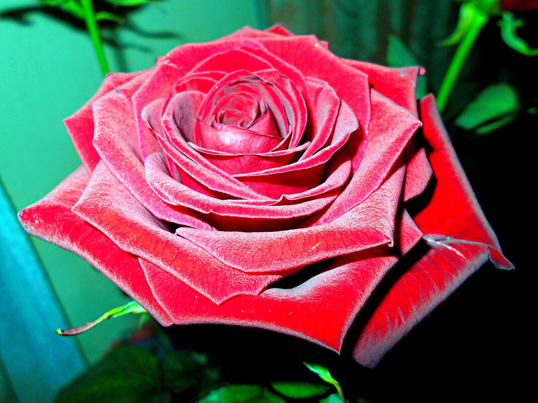 Красная роза - Константин Штарк Красная роза - Константин Штарк