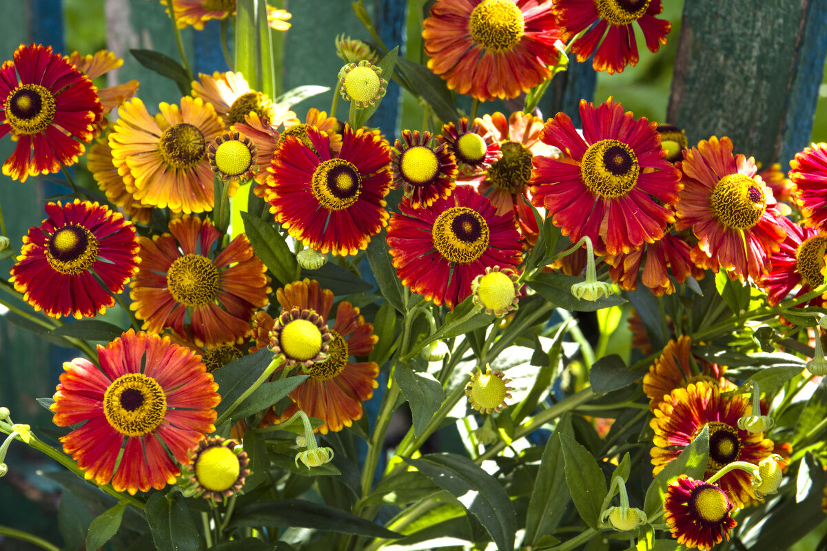 Гелениум - Валентин Семчишин Гелениум - Валентин Семчишин