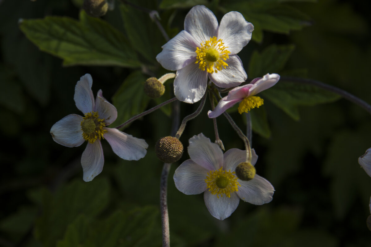 Анемона японская - Валентин Семчишин Анемона японская - Валентин Семчишин