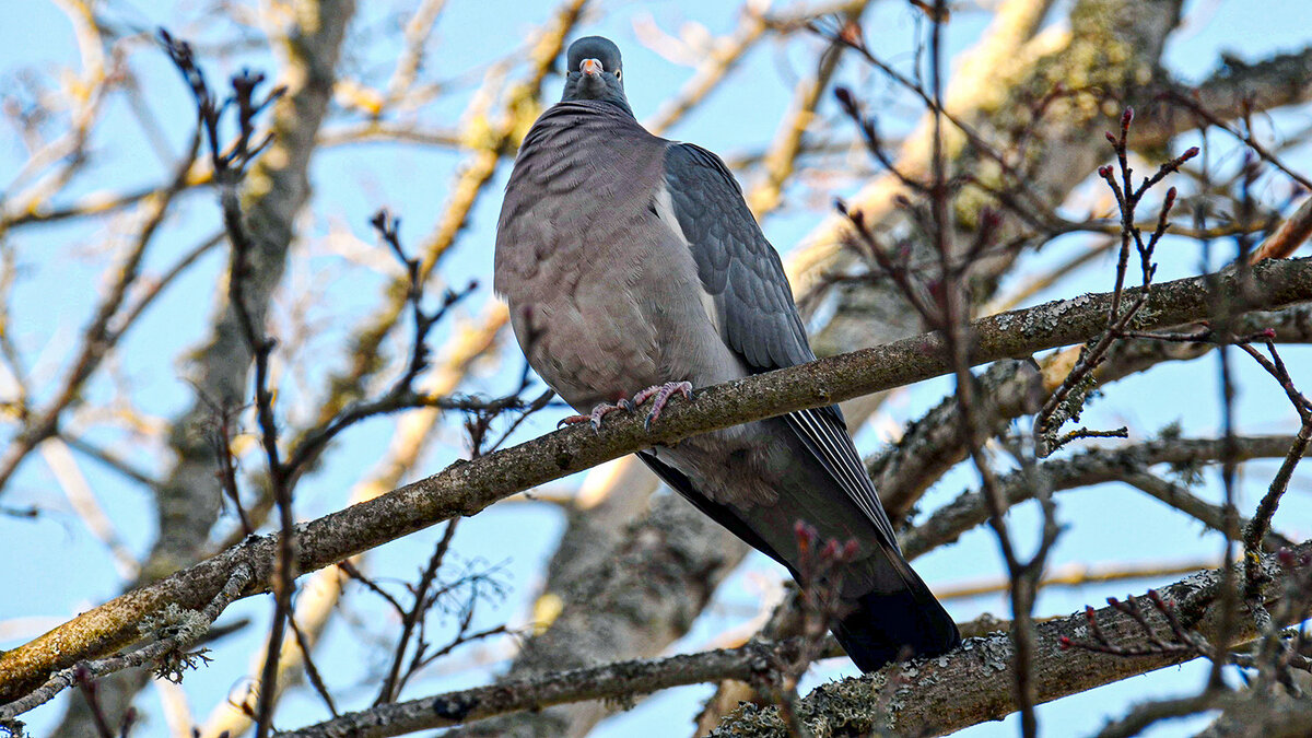 Гордая птица - Alexandеr P