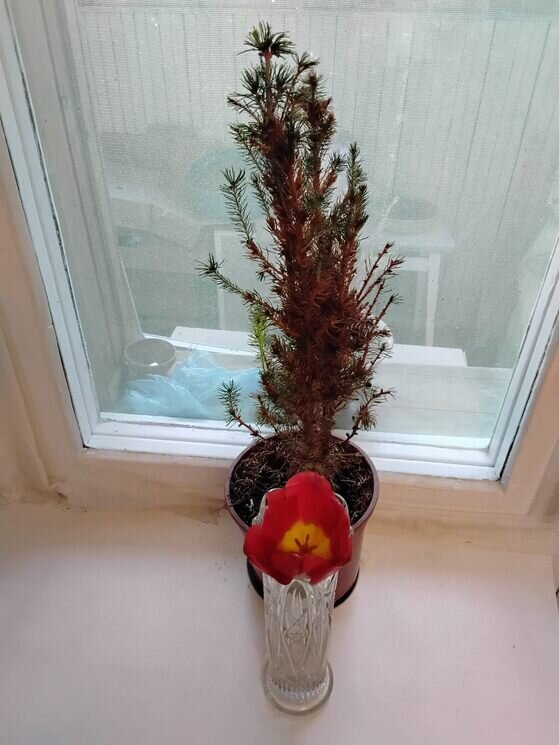 Ёлочка и тюльпанчик - Дмитрий Никитин