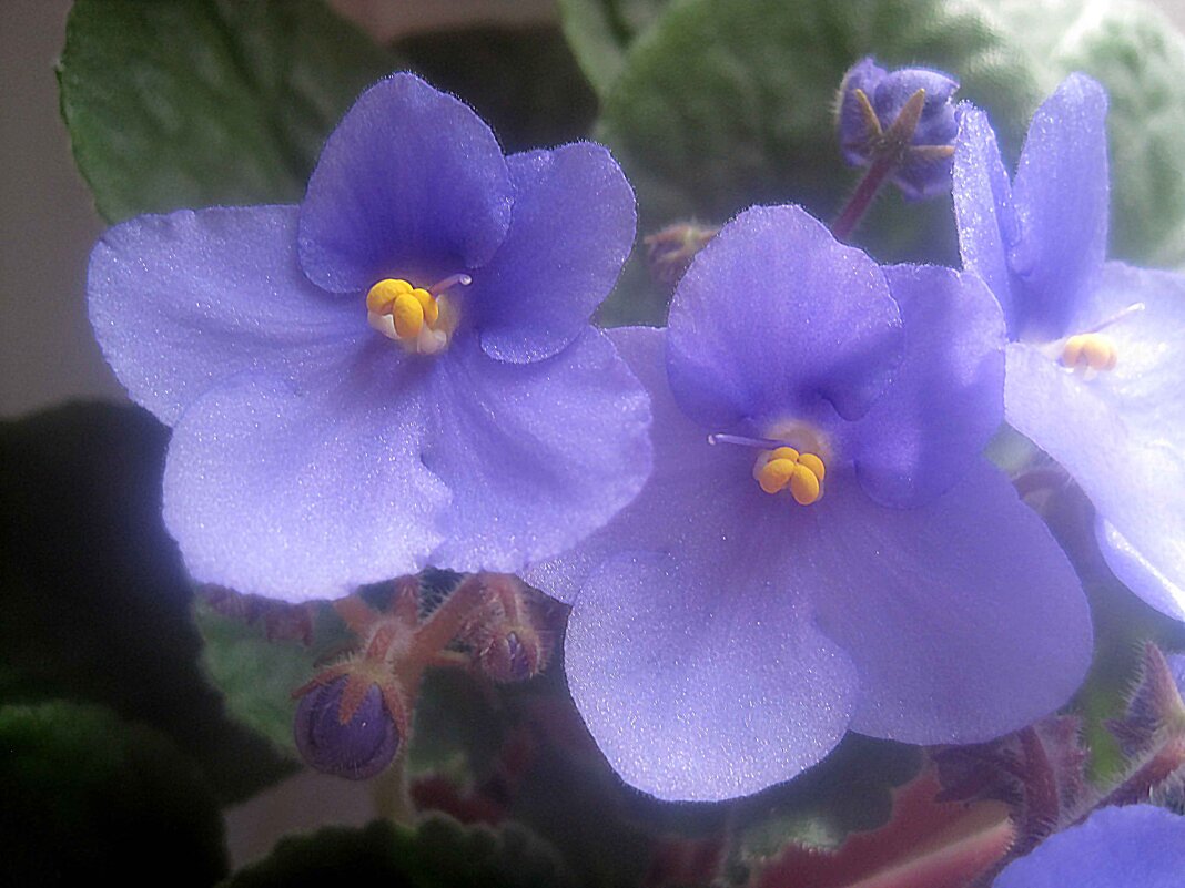 Фиалки - Елена Семигина