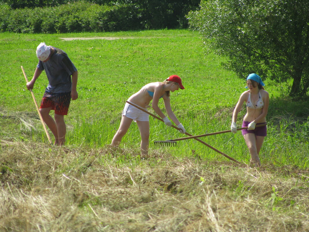 Летняя пора, сенокос - Олег Зоркий