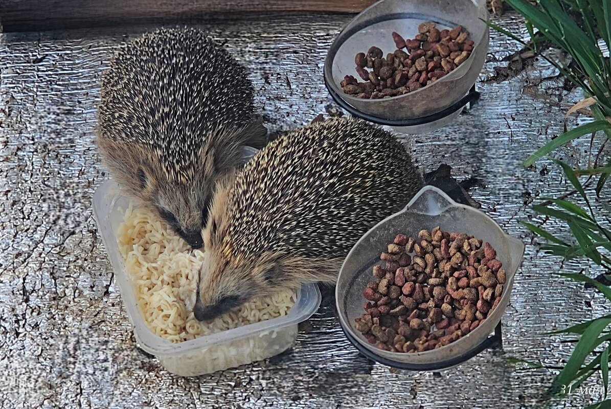 Ежи на ужине - Юлия Голикова