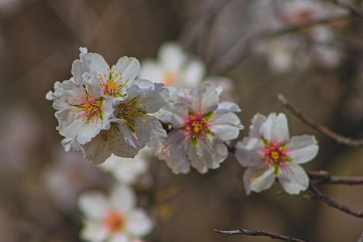 Миндаль - Giant Tao /