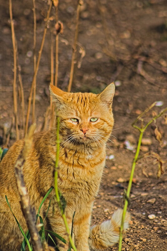 Усе дамочки разбежались ((( - Giant Tao /