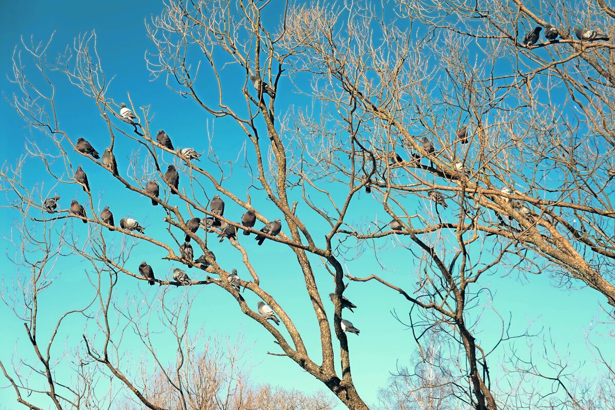 Тепло на солнышке. - Татьяна Помогалова Тепло на солнышке. - Татьяна Помогалова